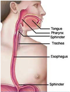 Esophageal Cancer Treatment India, Esophageal Cancer India, Esophagus